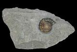 Fossil Ammonite (Promicroceras) - Lyme Regis #110696-1